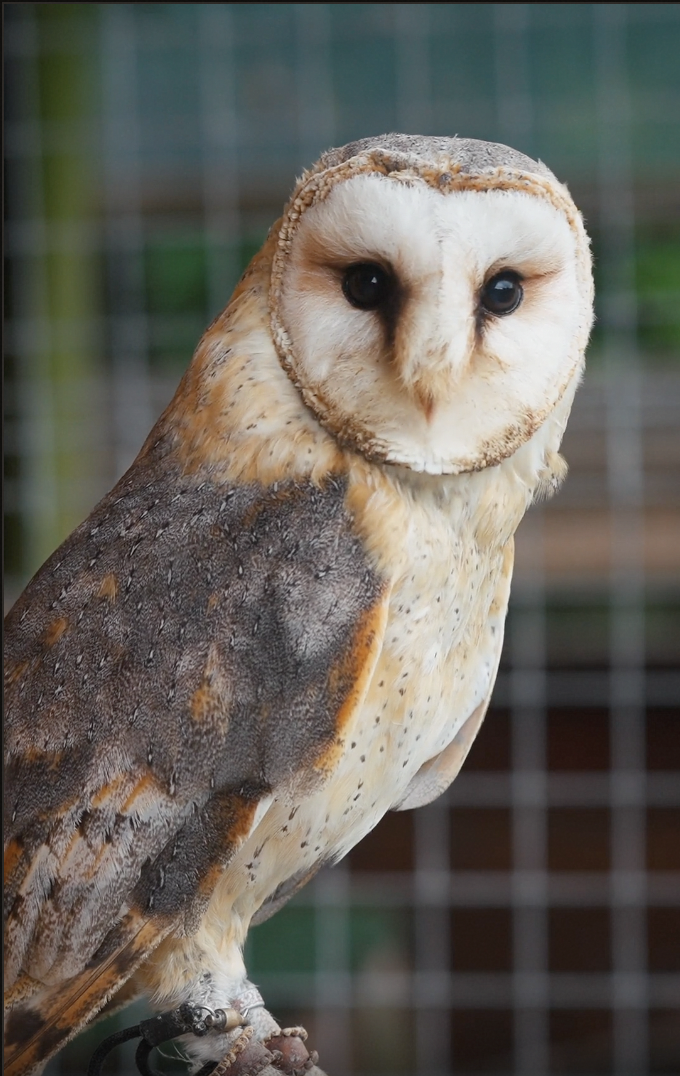 Adare Manor falconry